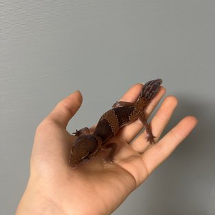 노멀 헷 아멜라니스틱