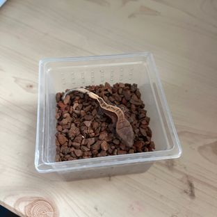 노멀 풀핀 쿼드 할리퀸