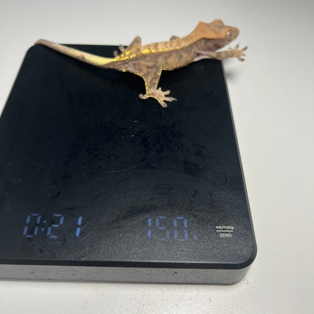 카푸치노 할리퀸 화이트핀 화이트스팟