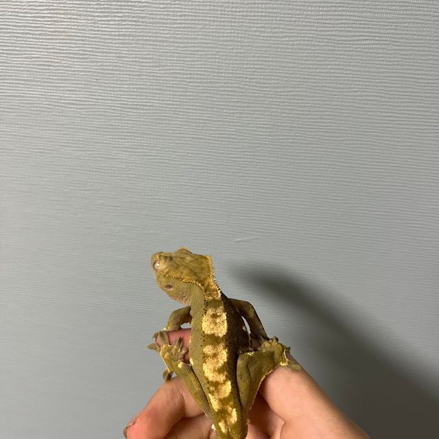 노멀 다크