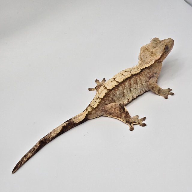 트라이 벅스킨 옐로우 스트로베리 크림시클