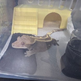 세이블 100%헷아잔틱