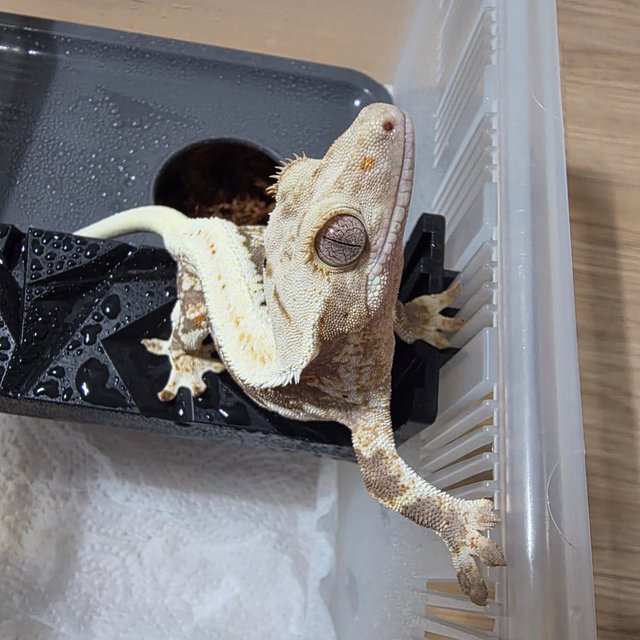 릴리100%헷아잔틱 릴잔틱 아잔틱