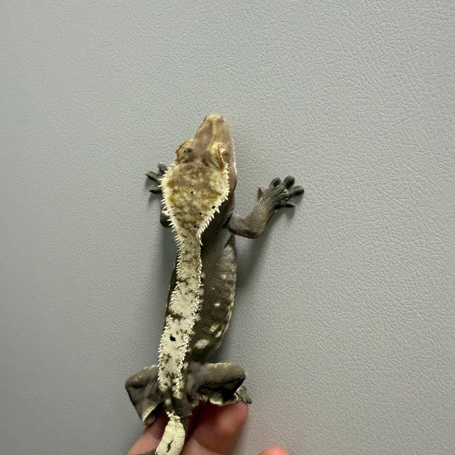 노멀 100%헷아잔틱