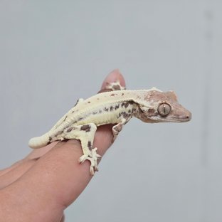 타이미월터