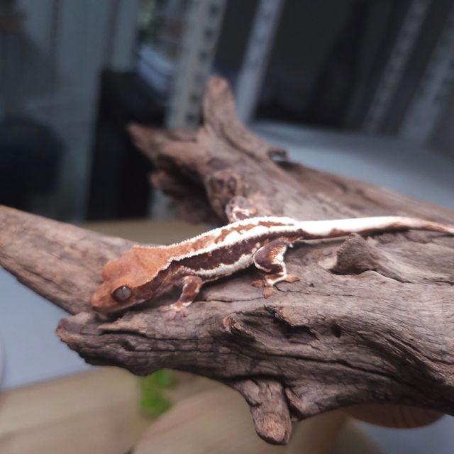 프라푸치노