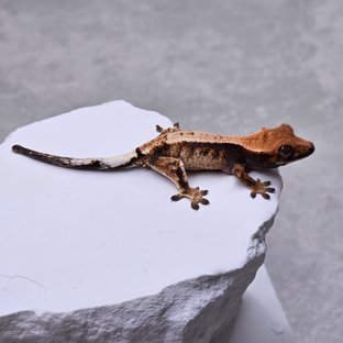 세이블 100%헷아잔틱