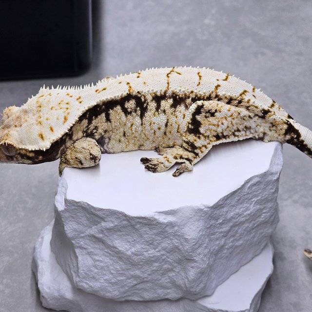 드리피 화이트스팟