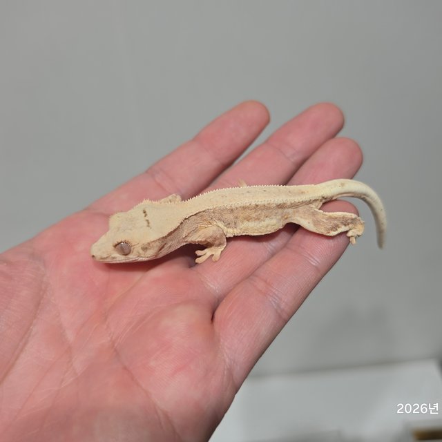 릴리100%헷아잔틱