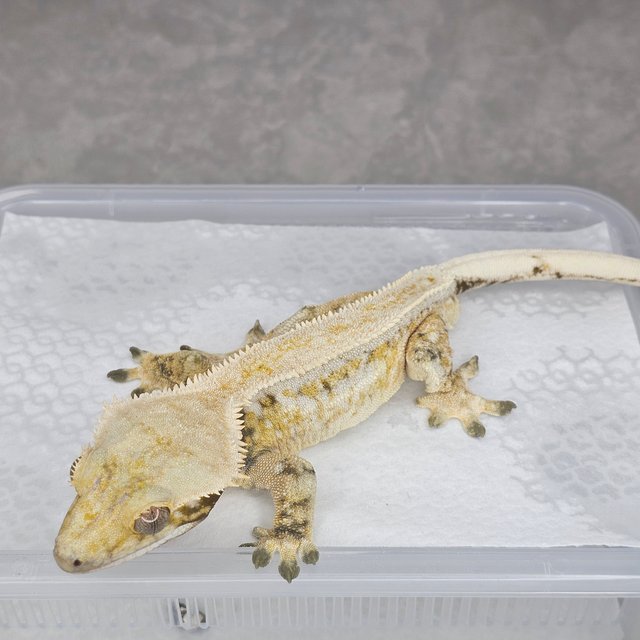 트라이 드리피 풀핀 화이트스팟