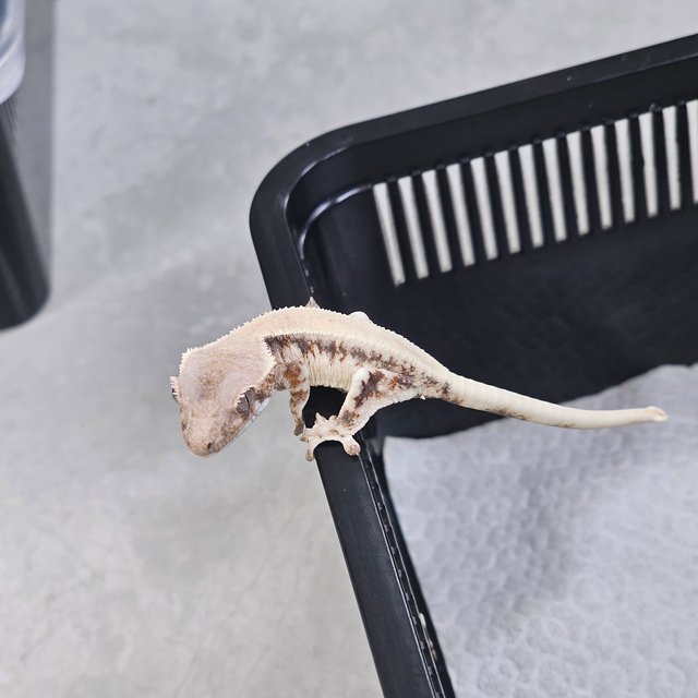 릴리 세이블 100%헷아잔틱