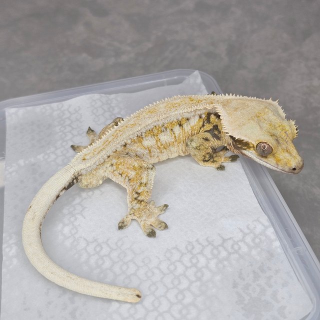 트라이 드리피 풀핀 화이트스팟