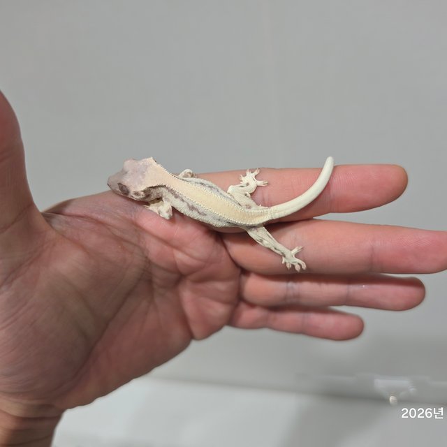 릴리 세이블 100%헷아잔틱