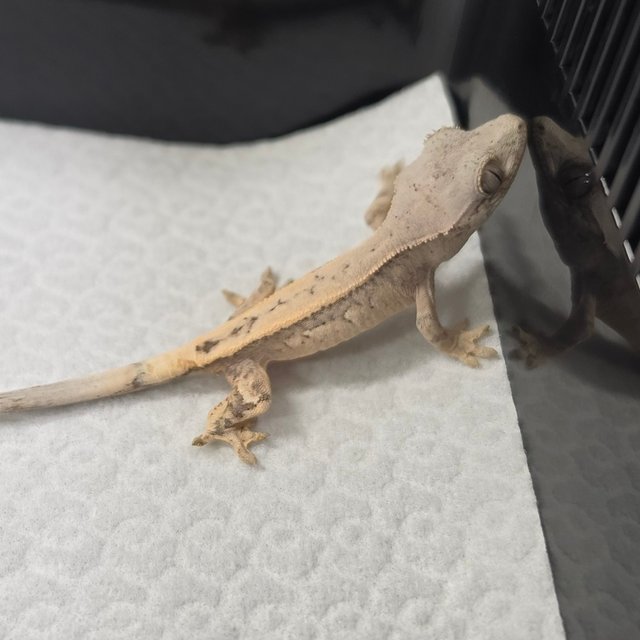 세이블 100%헷아잔틱