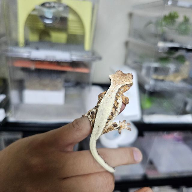 릴리 세이블