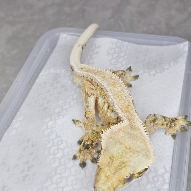 트라이 드리피 풀핀 화이트스팟