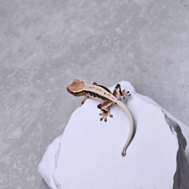 릴리 세이블 100%헷아잔틱