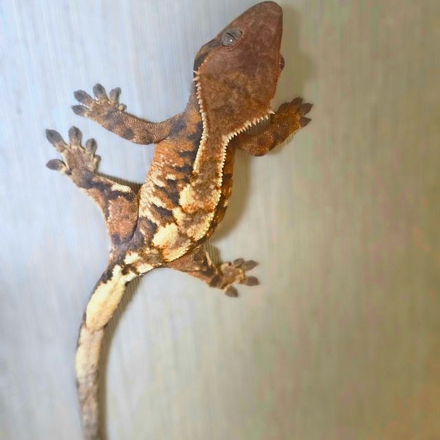 세이블