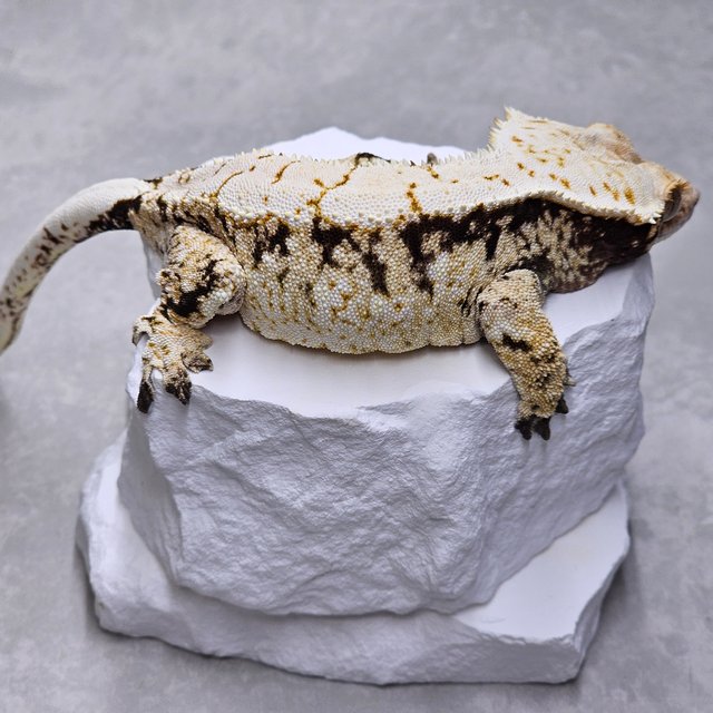 드리피 화이트스팟