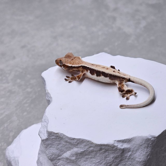 릴리 세이블 100%헷아잔틱