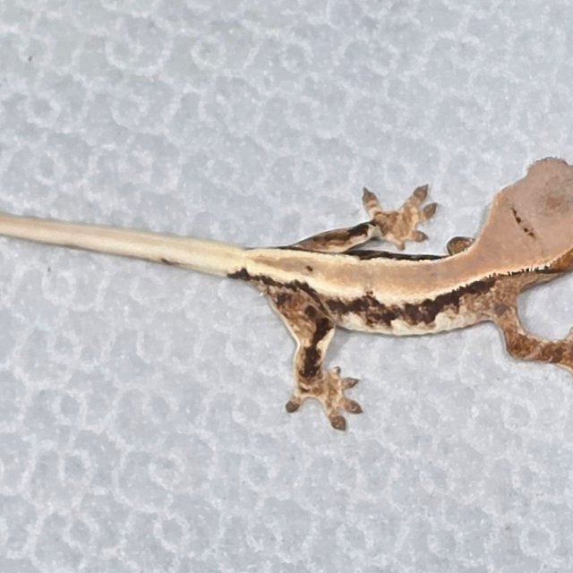 릴리화이트 릴리 세이블