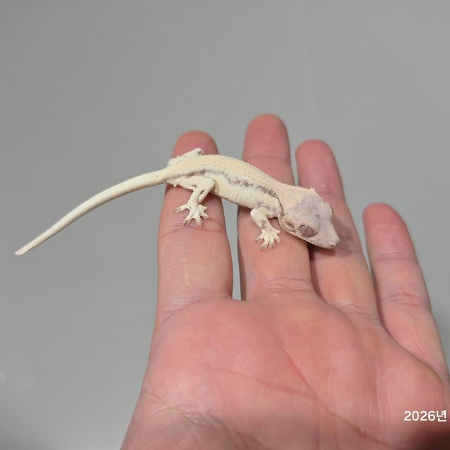 릴리 세이블 100%헷아잔틱