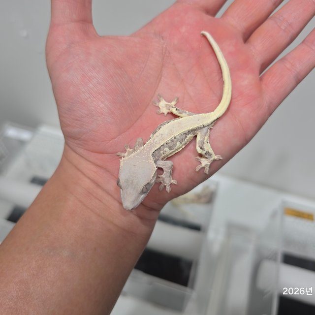 릴리 세이블 100%헷아잔틱