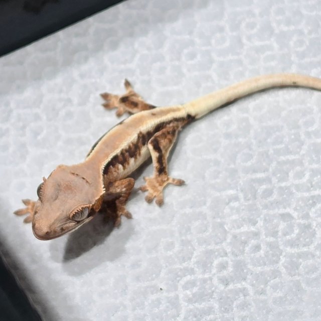 릴리화이트 릴리 세이블