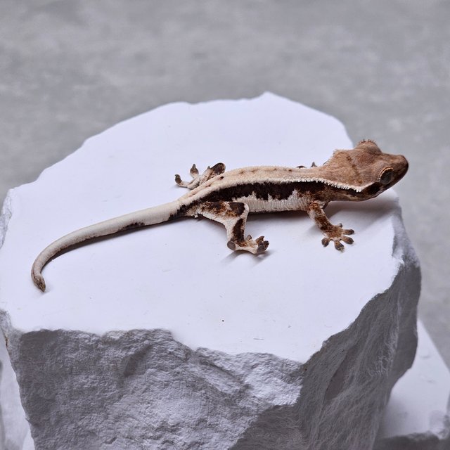 릴리 세이블 100%헷아잔틱