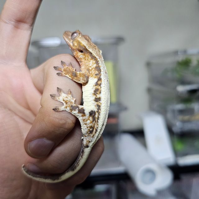 릴리 세이블