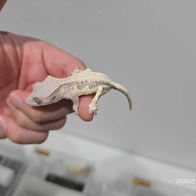 릴리 세이블 100%헷아잔틱