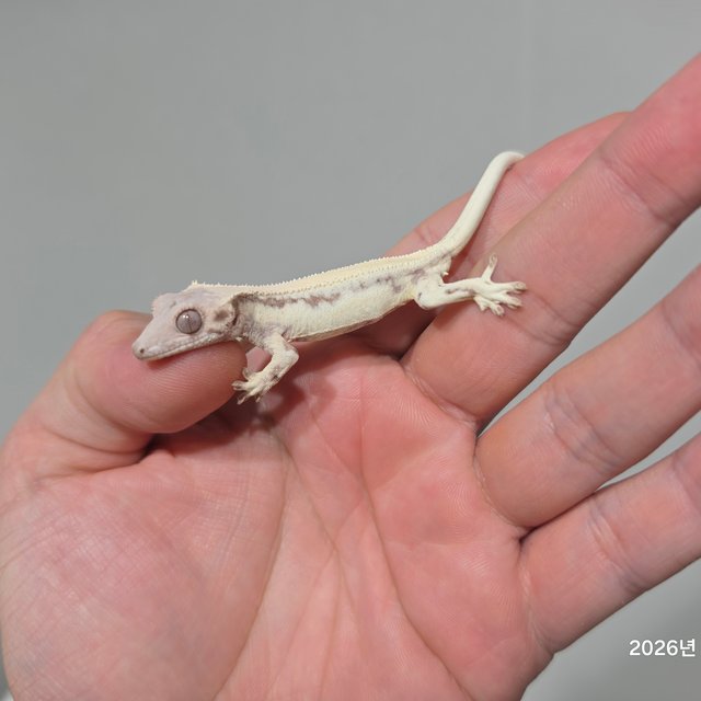 릴리 세이블 100%헷아잔틱