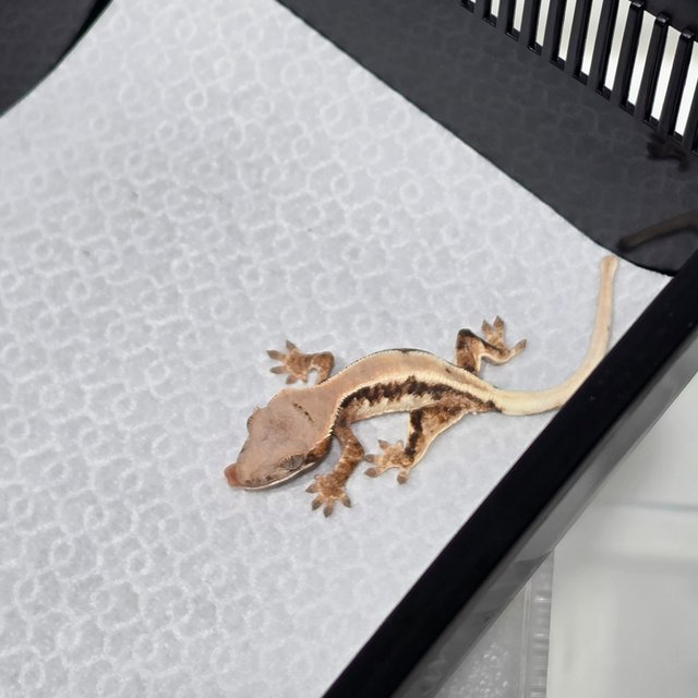 릴리화이트 릴리 세이블