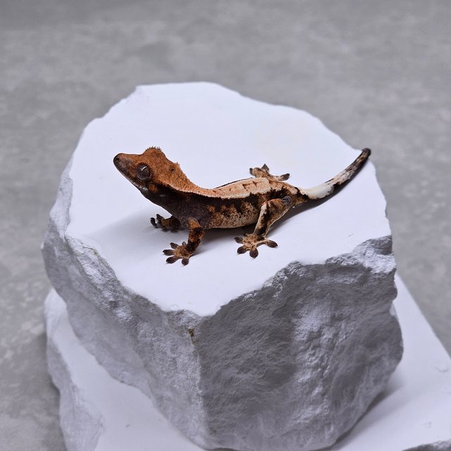 세이블 100%헷아잔틱