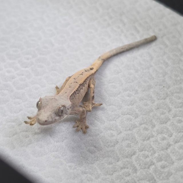 세이블 100%헷아잔틱