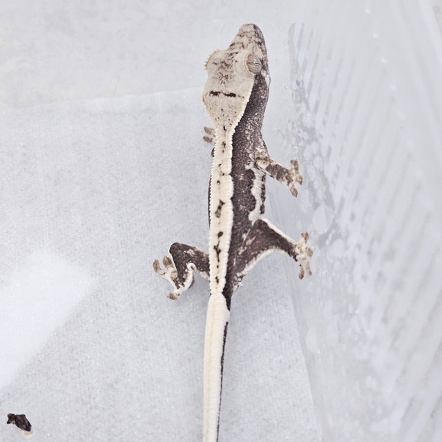 릴리100%헷아잔틱