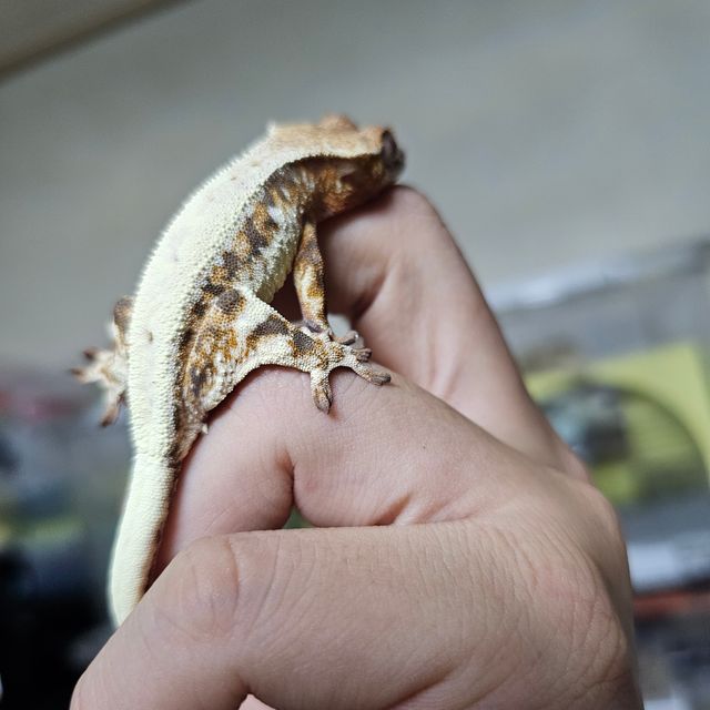 릴리 세이블