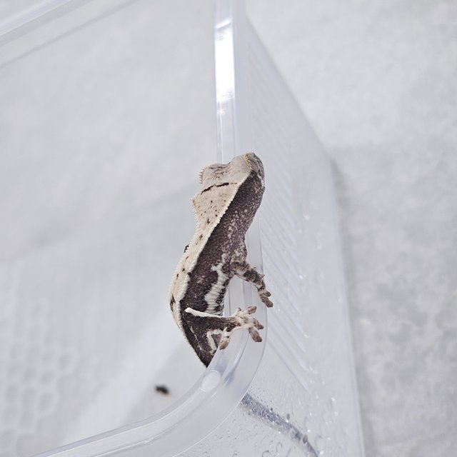 릴리100%헷아잔틱