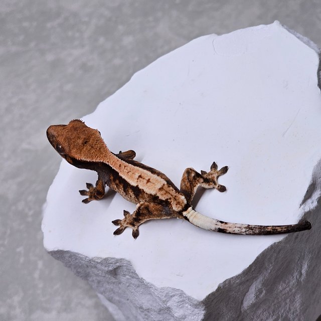 세이블 100%헷아잔틱