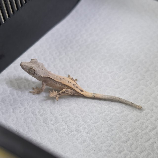 세이블 100%헷아잔틱