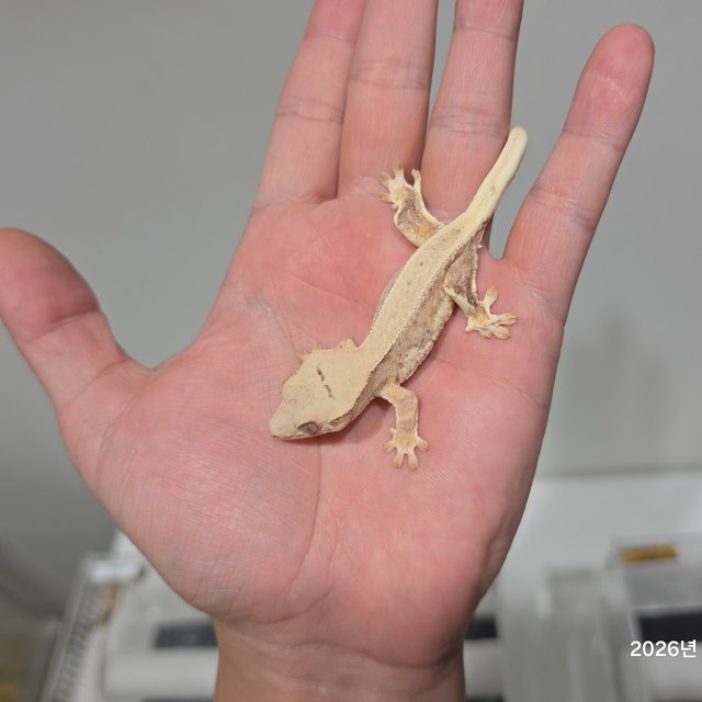 릴리100%헷아잔틱