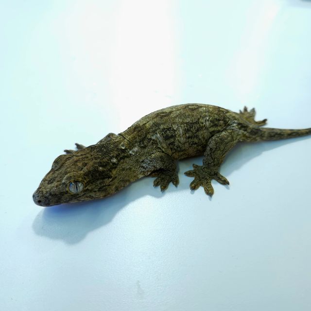 포인디미에