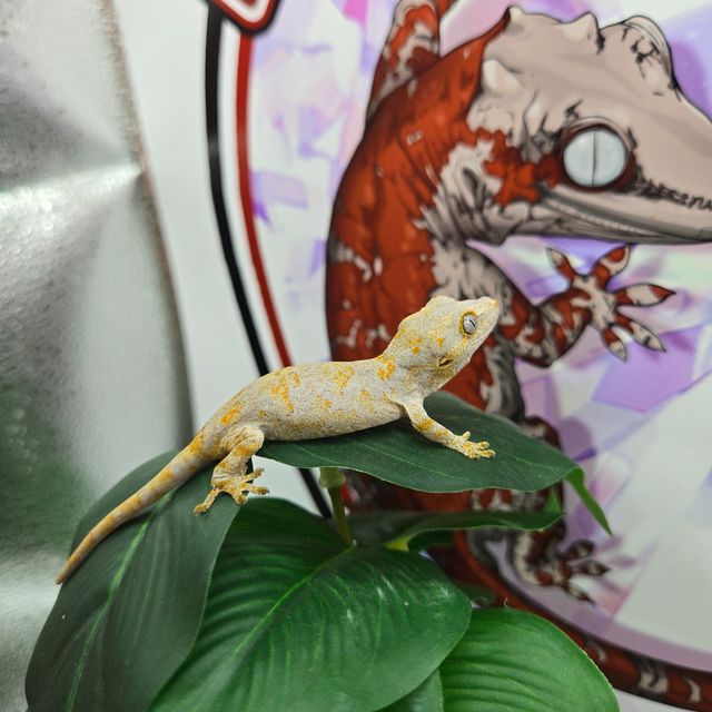 노멀 레티큘 블로치드