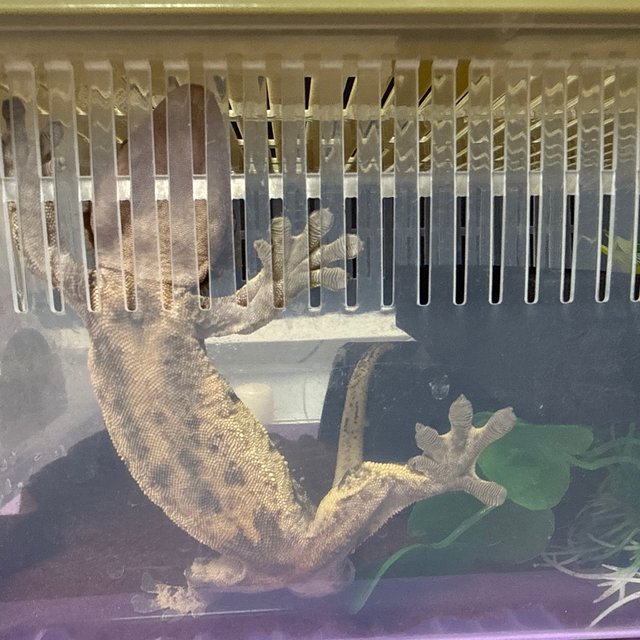 핀스트라이프 노멀 쿼드