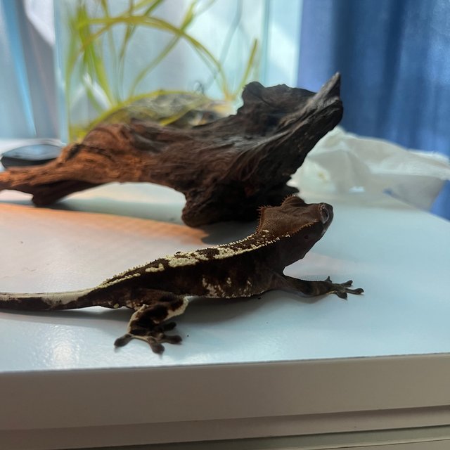 카푸치노 트라이 블랙 다크