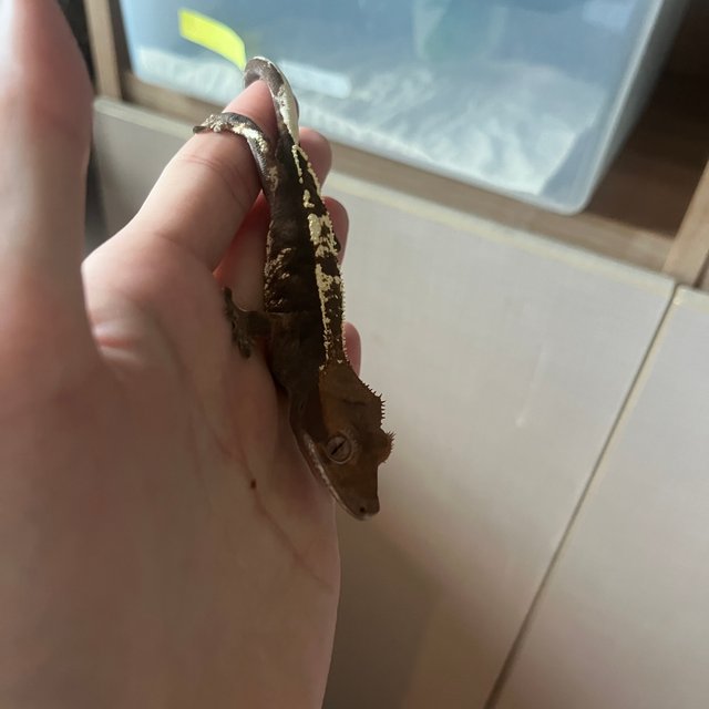 카푸치노 트라이 블랙 다크