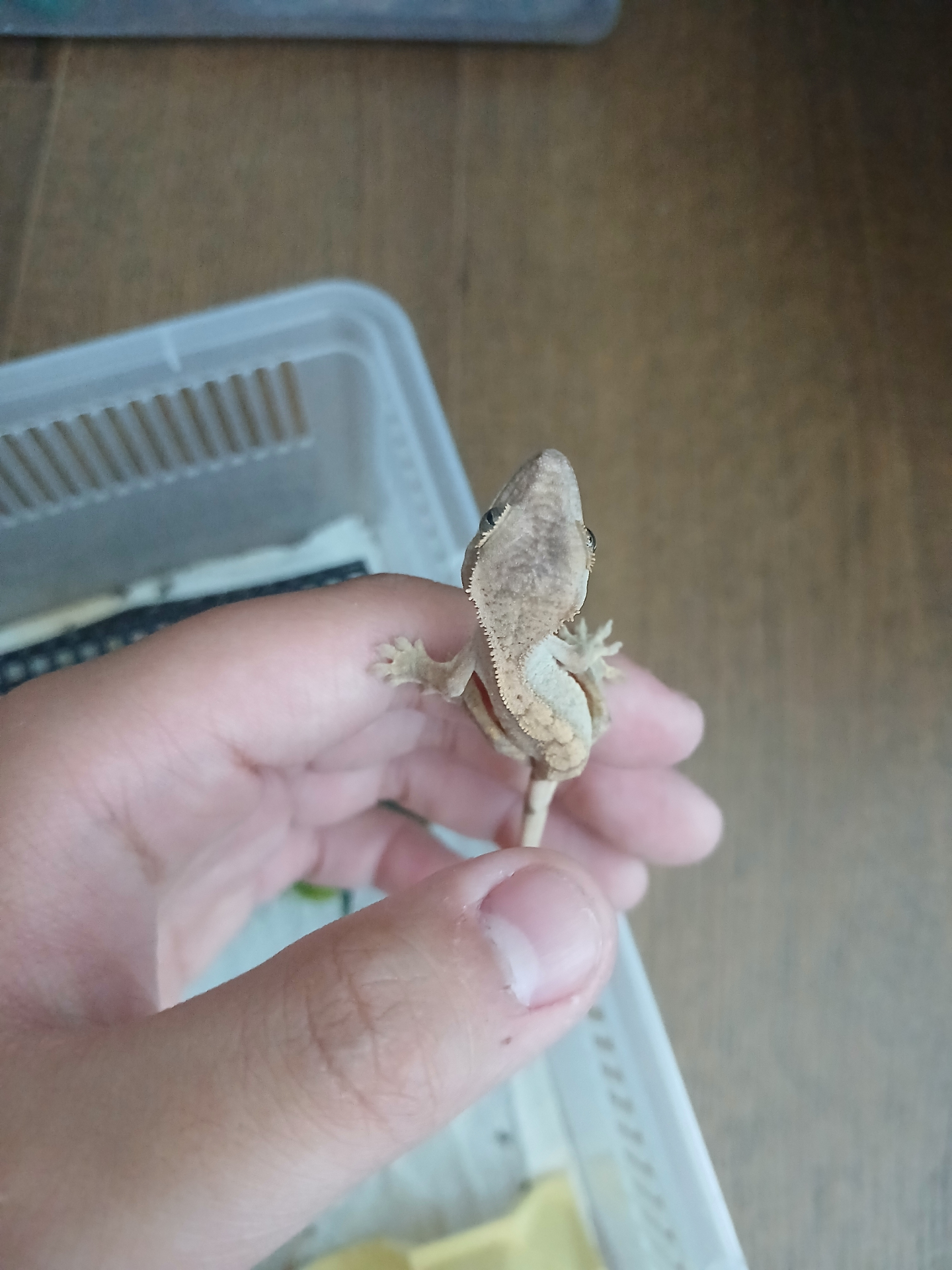크레파티