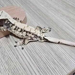 노멀 드리피 화이트스팟