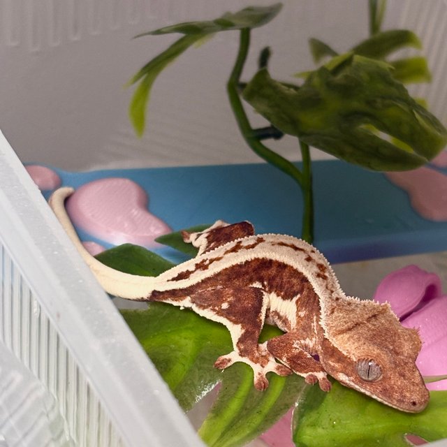 스트로베리 릴리화이트