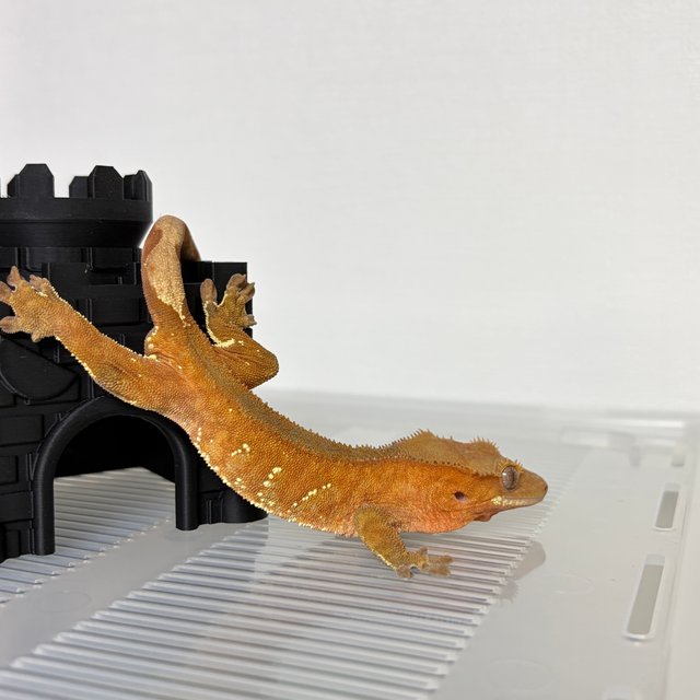 레드 바이 화이트포트홀